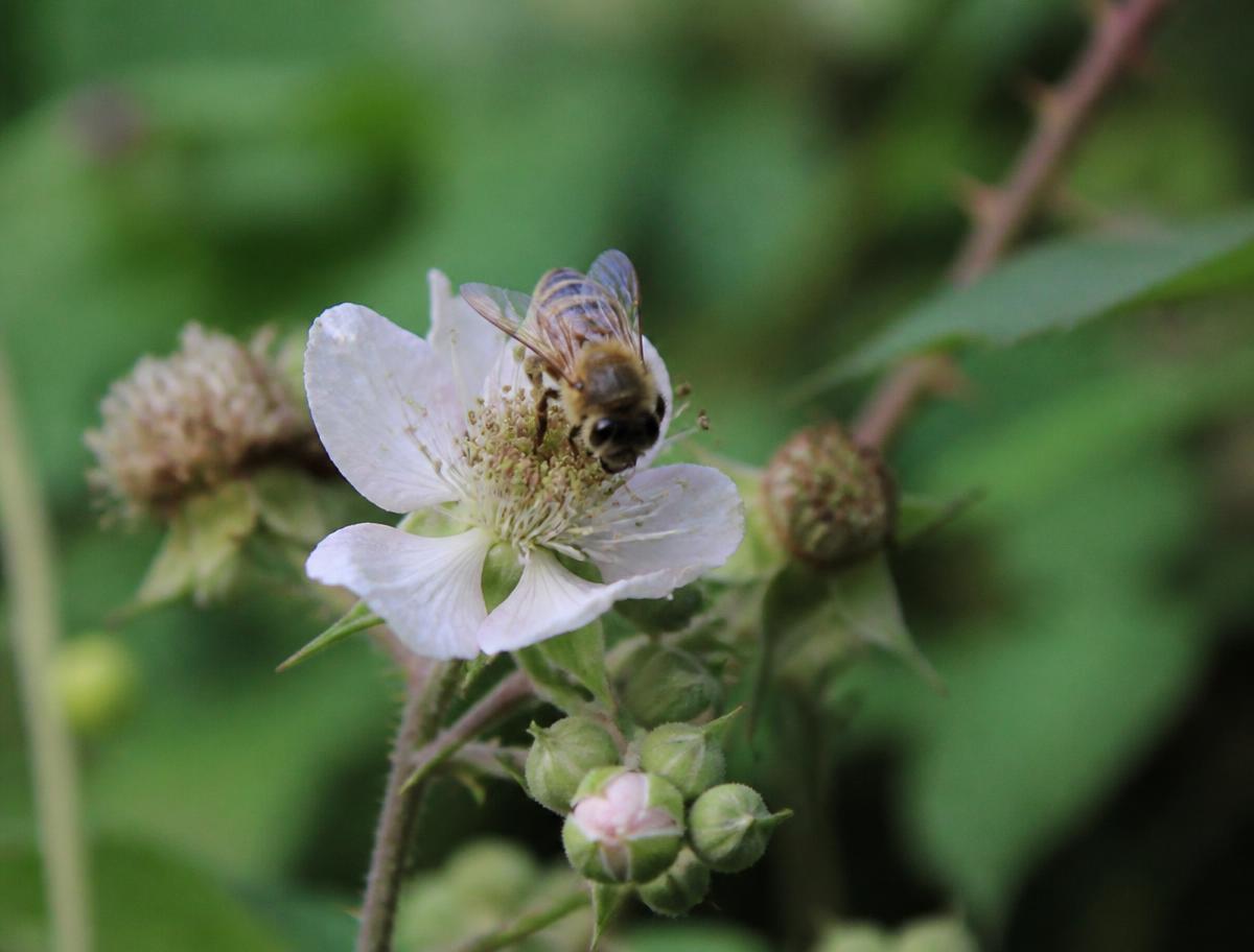 Abeille noire au travail.