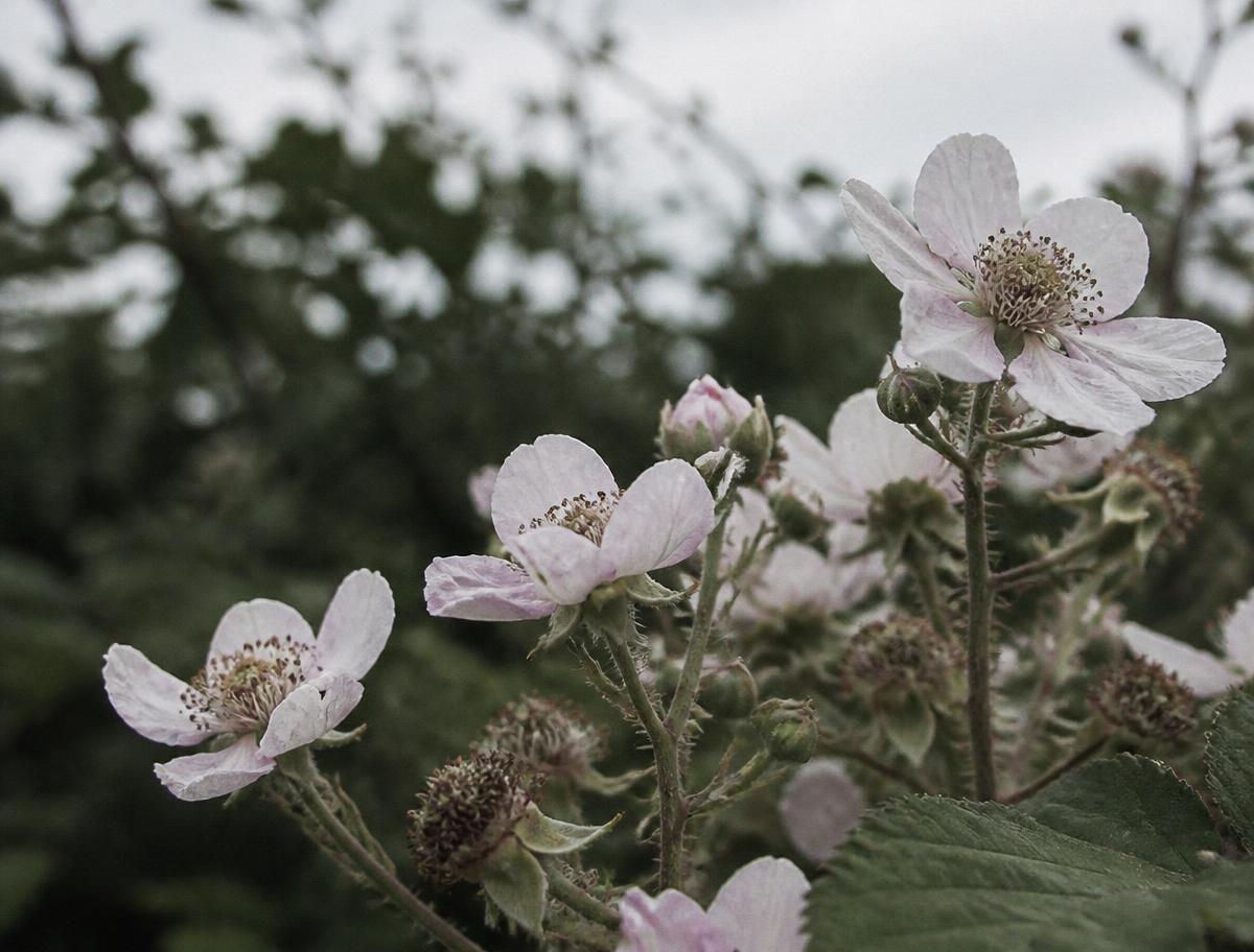 Ronces en fleur dans le talus, juin.
