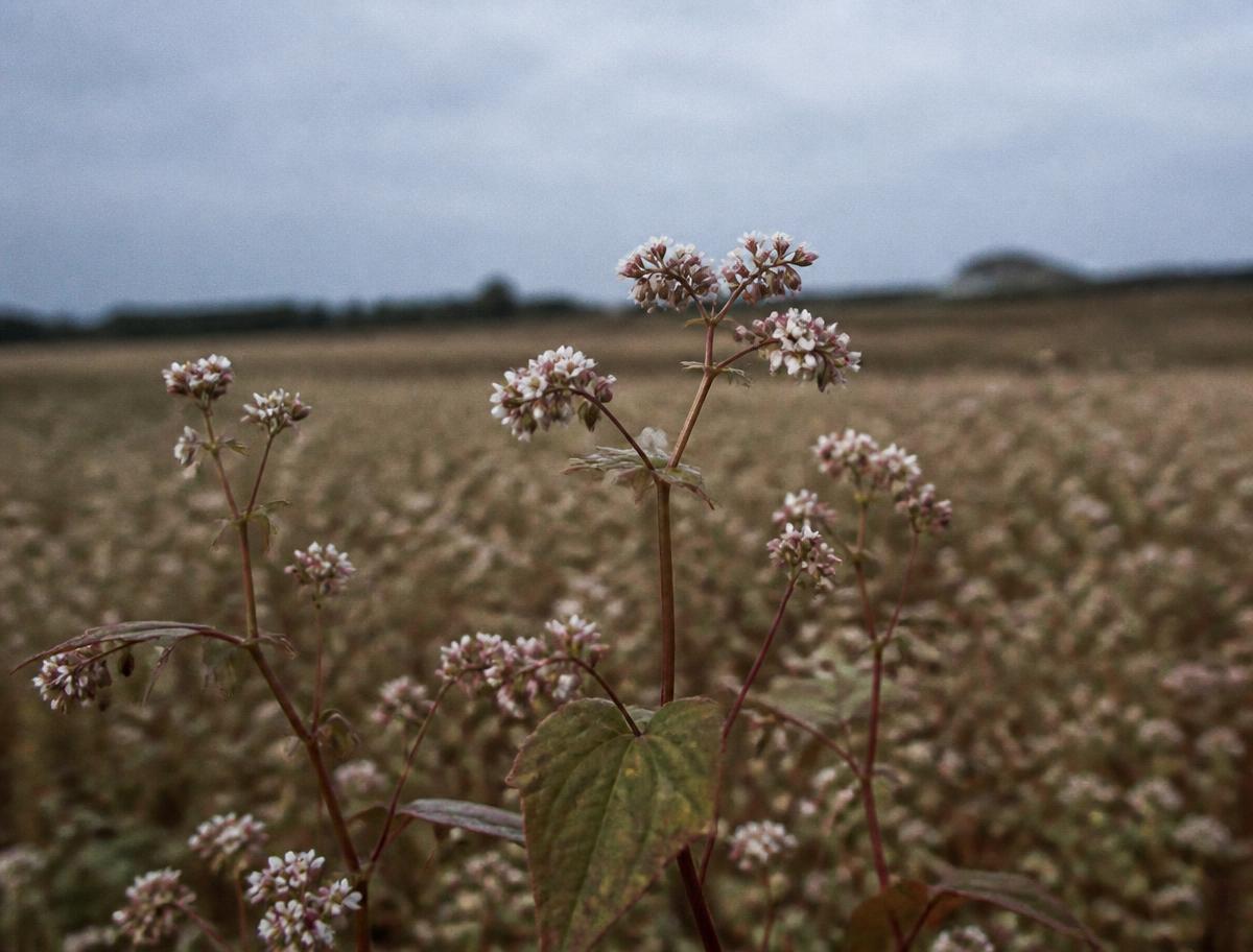 Fleurs de blé noir, gros plan.